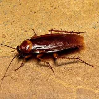 صورة الخدمة
