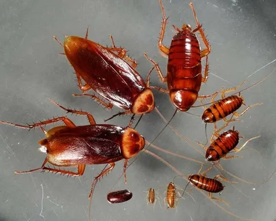 صورة الخدمة