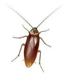 صورة الخدمة