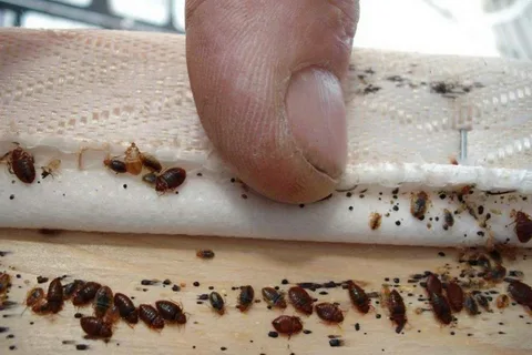 صورة الخدمة