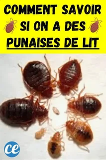 صورة الخدمة