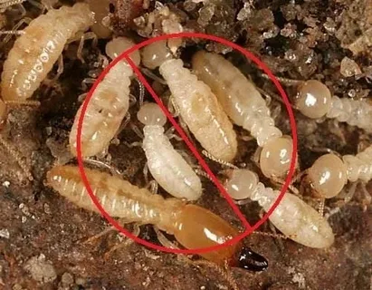 صورة الخدمة