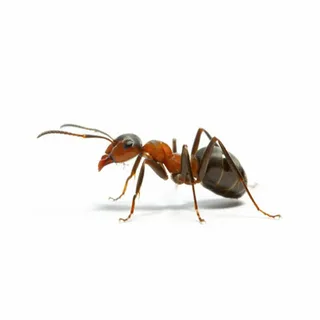 صورة الخدمة