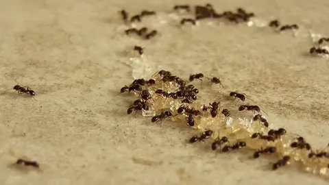 صورة الخدمة