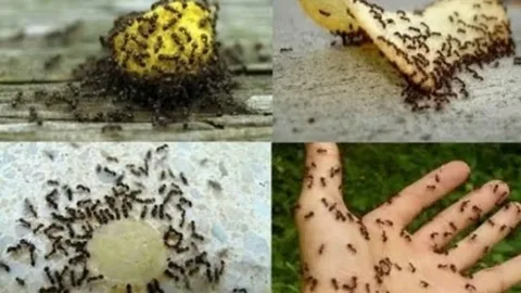 صورة الخدمة