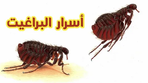 صورة الخدمة