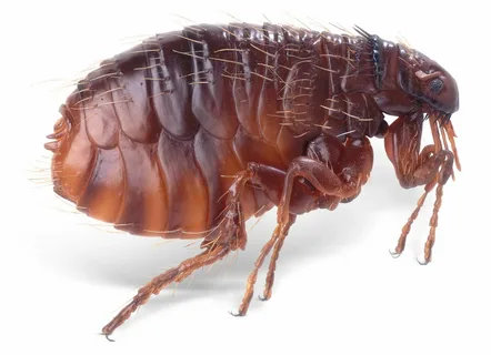 صورة الخدمة