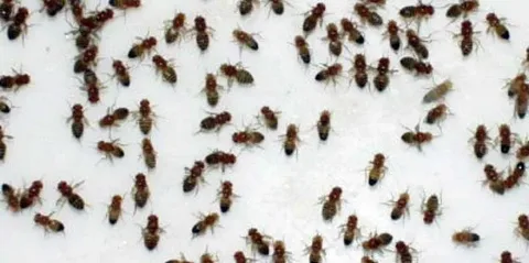 صورة الخدمة