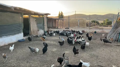 صورة الخدمة