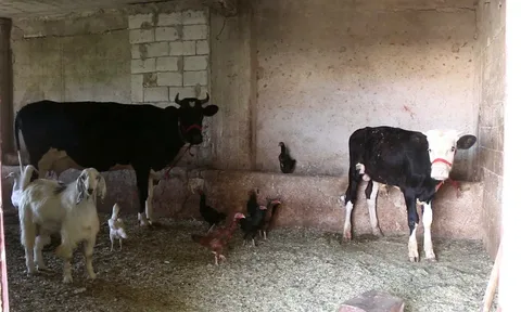 صورة الخدمة