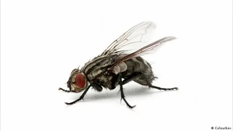 صورة الخدمة