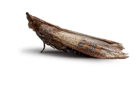 صورة الخدمة