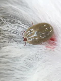 صورة الخدمة