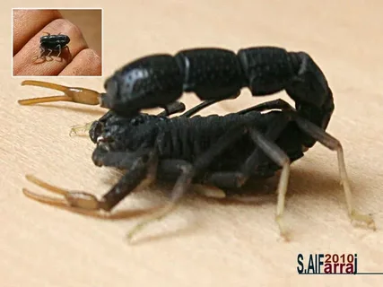 صورة الخدمة