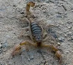 صورة الخدمة