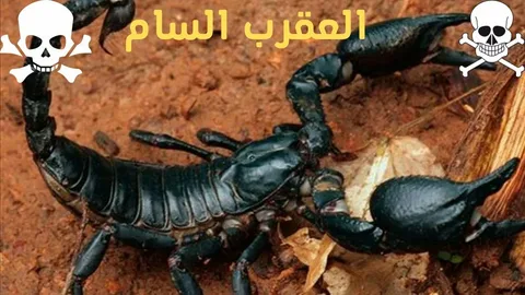 صورة الخدمة