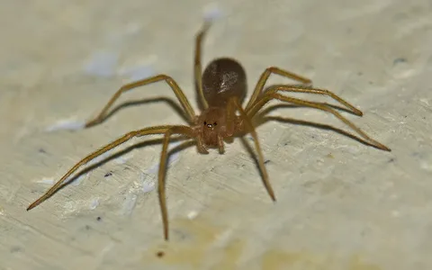 صورة الخدمة