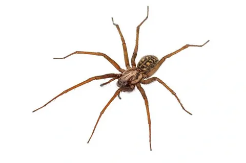 صورة الخدمة