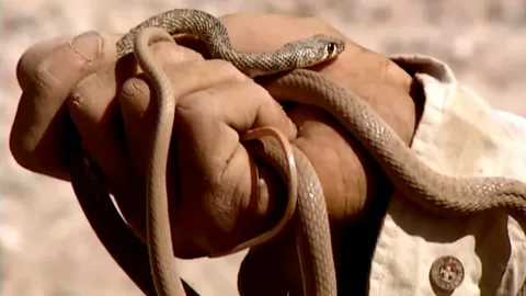 صورة الخدمة