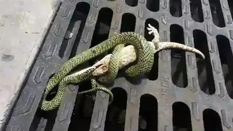 صورة الخدمة