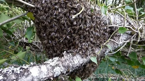 صورة الخدمة