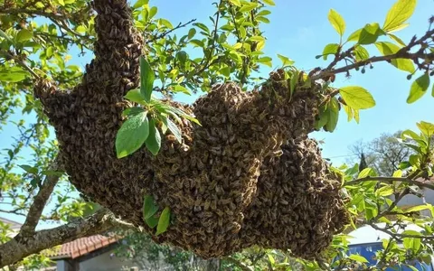 صورة الخدمة