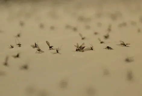 صورة الخدمة
