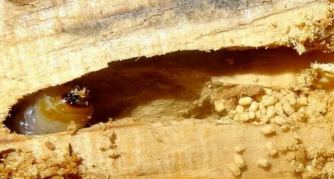 صورة الخدمة