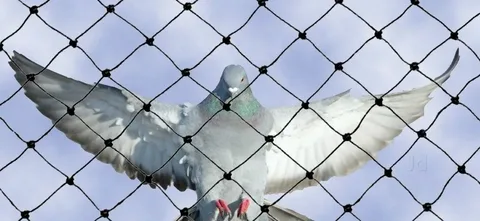 صورة الخدمة
