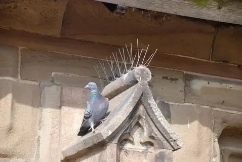 صورة الخدمة