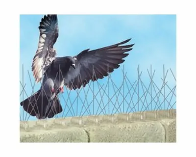 صورة الخدمة