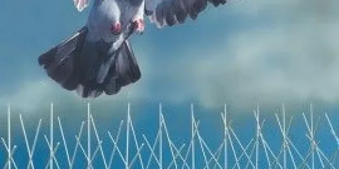 صورة الخدمة