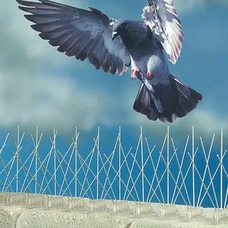 صورة الخدمة