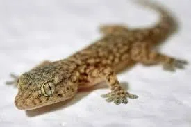 صورة الخدمة