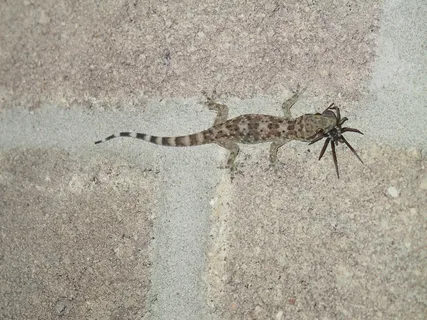 صورة الخدمة