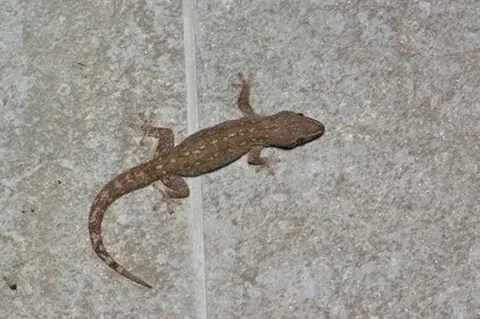 صورة الخدمة