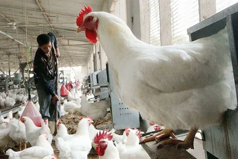 صورة الخدمة