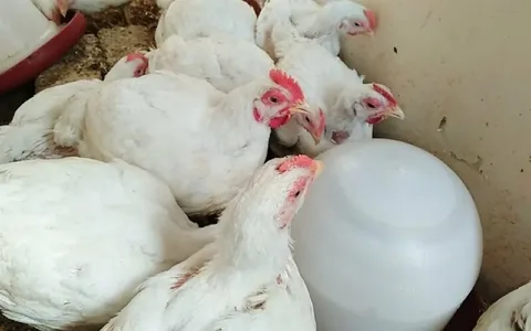 صورة الخدمة