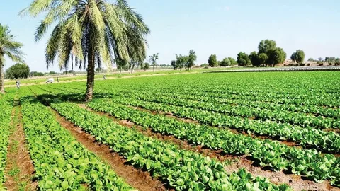 صورة الخدمة