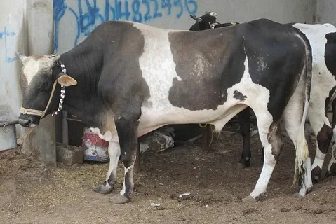 صورة الخدمة