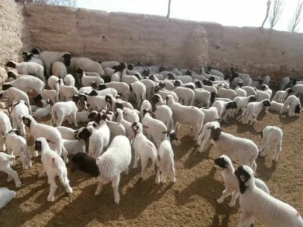 صورة الخدمة