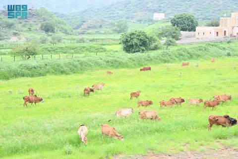 صورة الخدمة