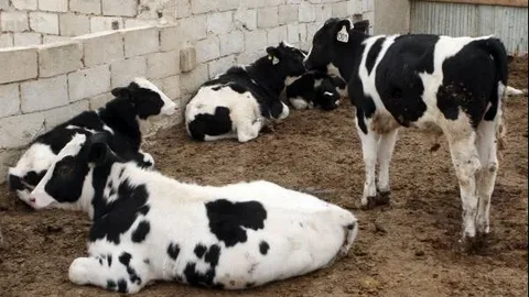 صورة الخدمة